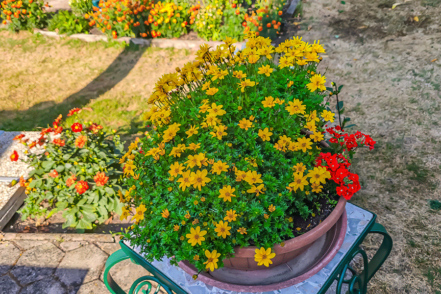 Hitzewelle - 2027 Goldmarie-Bidens-ferulifolia zeigt sich hitzebeständig bei über 35 Grad. - Foto JoSt   2026